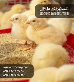 فروش جوجه گوشتی بندر ترکمن